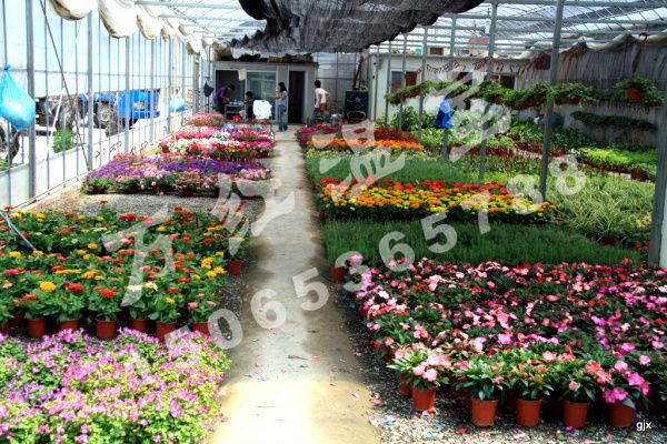 1000平方花卉展厅造价