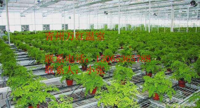 山东温室大棚里的繁荣景色